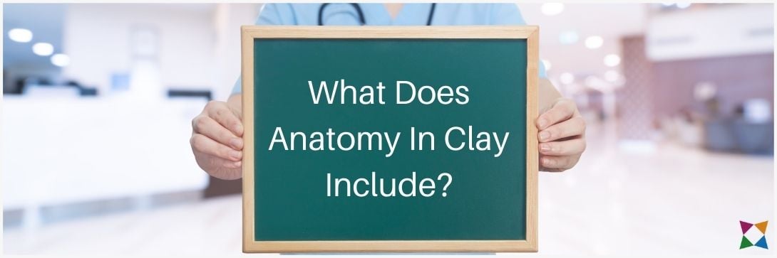 anatomy-in-clay-learning-system