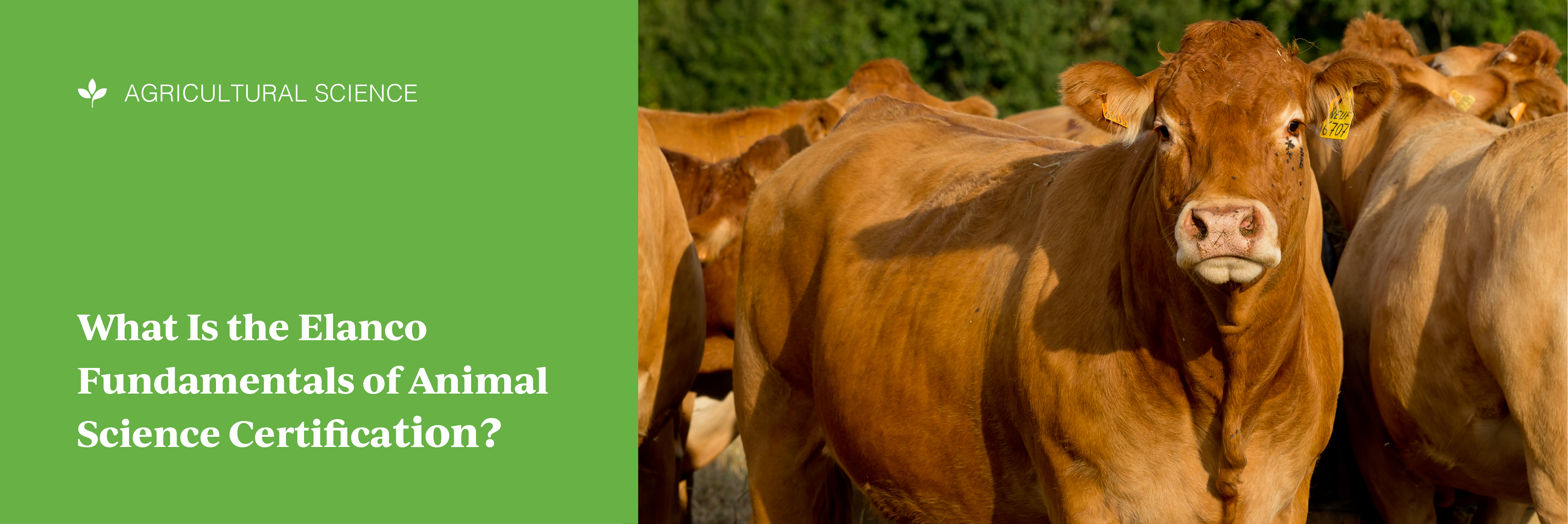 What Is the Elanco Fundamentals of Animal Science Certification?